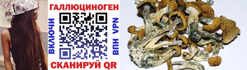 цена наркотик  Качканар  Псилоцибиновые грибы Magic Shrooms 